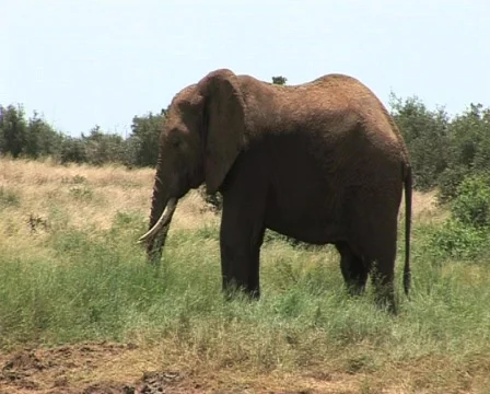 Elephant Zoom Out Video stock 558985