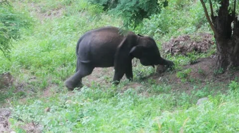 Elephant1 Stock Footage 10871404