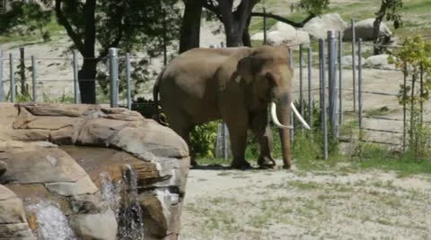 Elephant1 Stock Footage 10881744