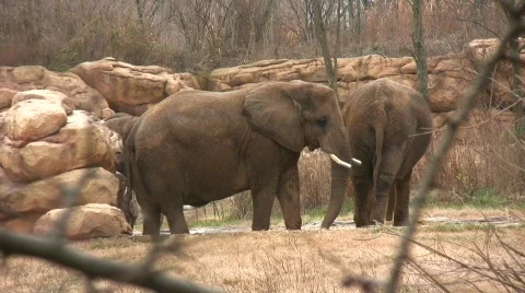 Elephant1.mp4 Video stock 398028