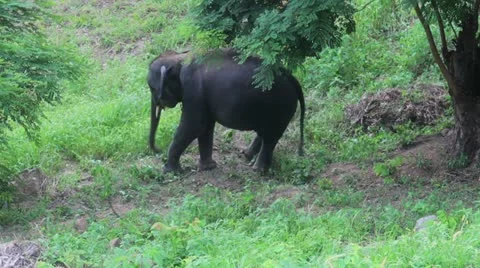 Elephant2 Video stock 10871410