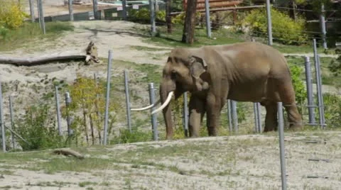 Elephant2 Stock Footage 10882578