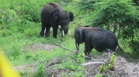 Elephant3 Video stock 10871469