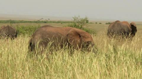 Elephant3 Video stock 33696231