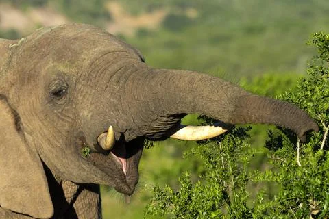 Elephant_1 Stock Photos