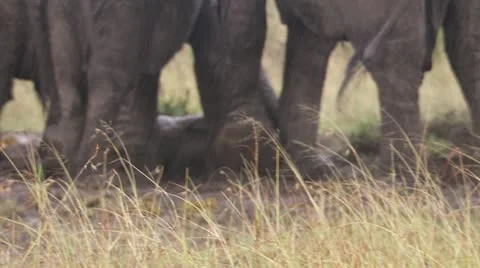 Elephantcub mudbath Stock Footage 12673760