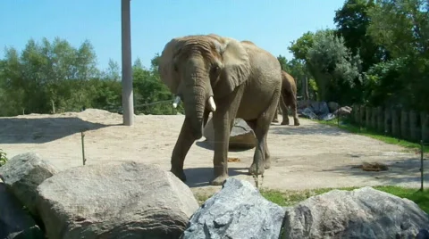 Elephanteating Stock Footage 504703