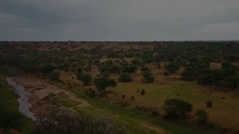 Elephanten Gruppe Stock Footage 208709597