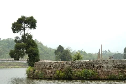 Elephantine Tree Stock Photos