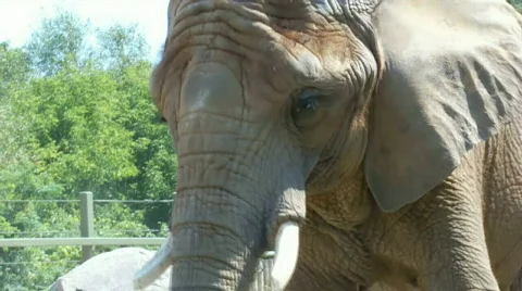 Elephantnose Stock Footage 504450