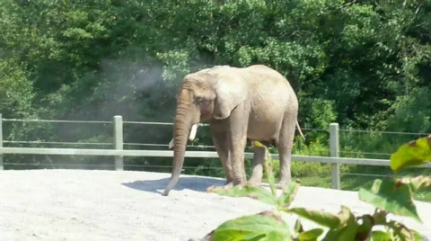 Elephantplaying Stock Footage 504470