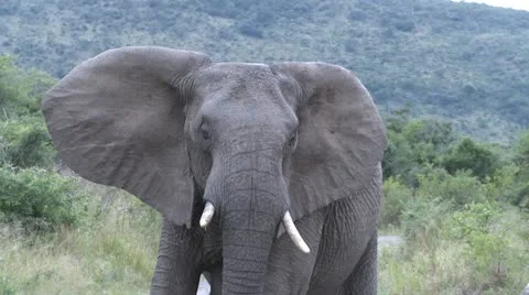 Elephants 1 Stock Footage 10904327