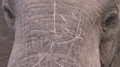 Elephants 10 Stock Footage 10905256