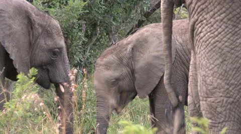 Elephants 11 Stock Footage 10905266