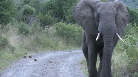 Elephants 12 Stock Footage 10905346