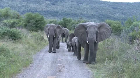 Elephants 13 Stock Footage 10905411