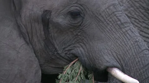 Elephants 14 Stock Footage 10905474