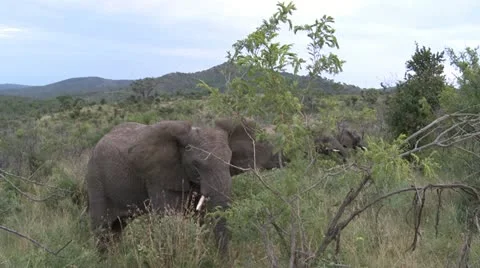 Elephants 16 Stock Footage 10905613