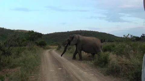 Elephants 17 Stock Footage 10905629