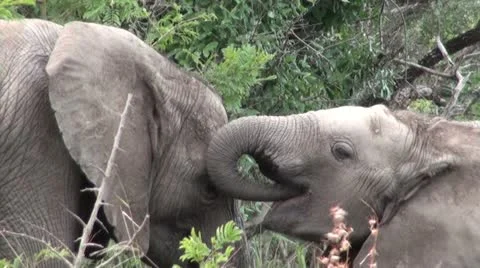 Elephants 18 Stock Footage 10905698