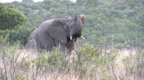 Elephants 2 Stock Footage 10904468