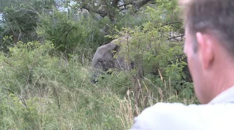 Elephants 20 Stock Footage 10905821