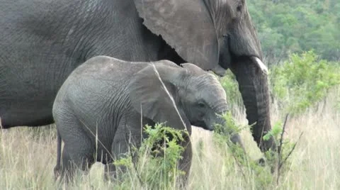 Elephants 22 Stock Footage 10912246