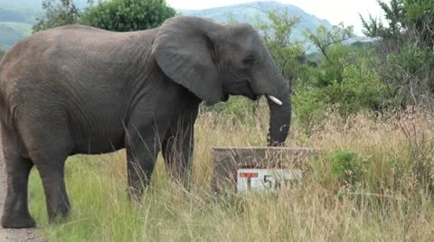 Elephants 23 Stock Footage 10912264
