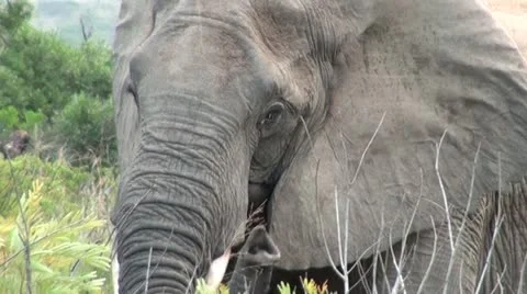 Elephants 24 Stock Footage 10912269