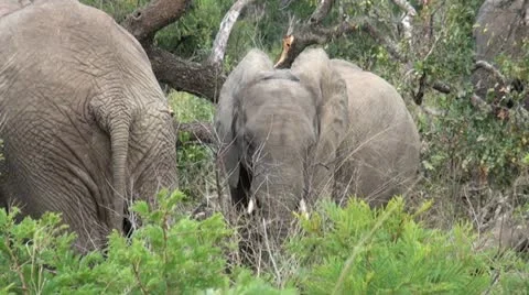 Elephants 25 Stock Footage 10912279