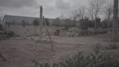 Elephants - 25FPS - SLOG3 스톡 동영상 88781018