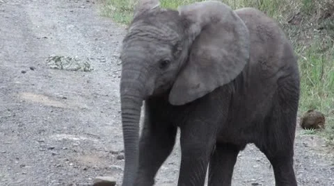 Elephants 26 Stock Footage 10912288