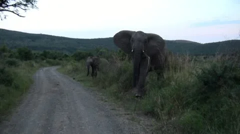Elephants 27 Stock Footage 10912295