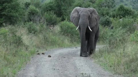 Elephants 28 Stock Footage 10912306