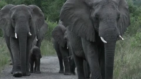 Elephants 29 Stock Footage 10912310