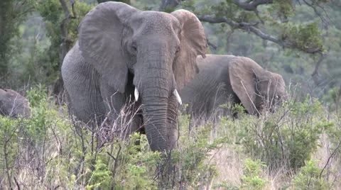 Elephants 3 Stock Footage 10904587