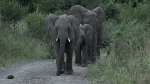 Elephants 30 Stock Footage 10912332