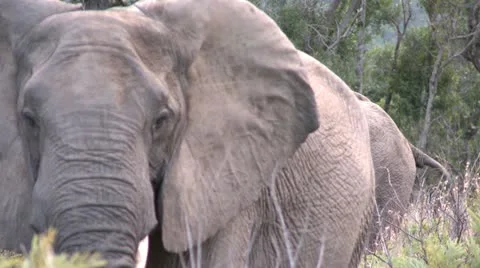 Elephants 32 Stock Footage 10912431