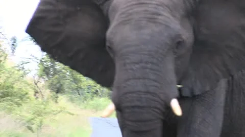 Elephants 33 Stock Footage 10912438