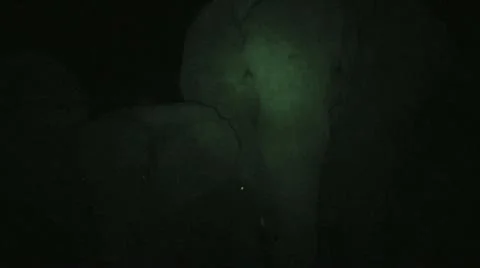 Elephants 34 Stock Footage 10912514