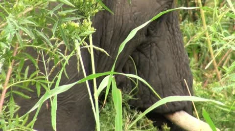 Elephants 35 Stock Footage 10922483