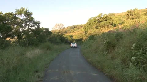 Elephants 36 Stock Footage 10922513