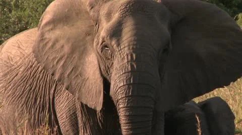 Elephants 37 Stock Footage 10922187