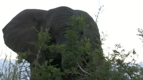 Elephants 38 Stock Footage 10922518