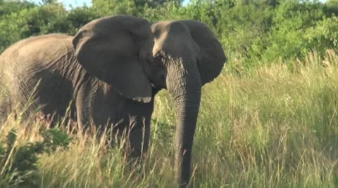 Elephants 39 Stock Footage 10922522