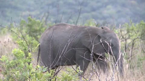 Elephants 4 Stock Footage 10904693