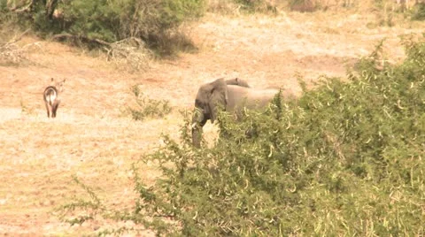 Elephants 40 Stock Footage 10922532