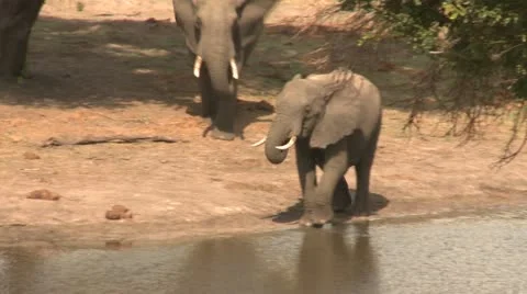 Elephants 41 Stock Footage 10922554