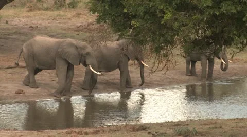 Elephants 42 Stock Footage 10922576