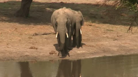 Elephants 43 Stock Footage 10922595
